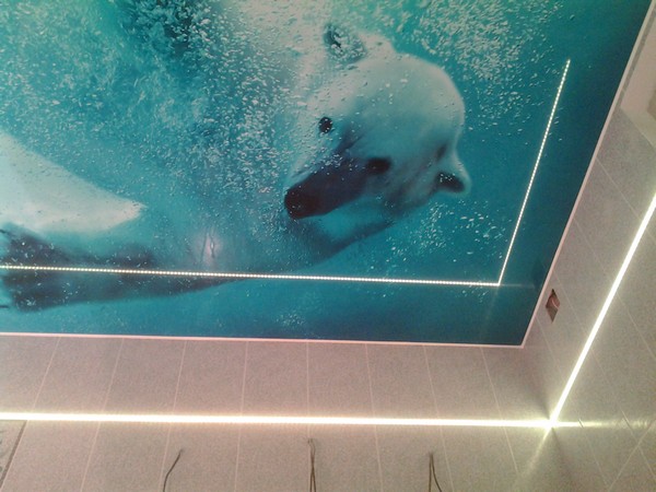 Натяжной потолок в ванной с фотопечатью - белый медведь в воде